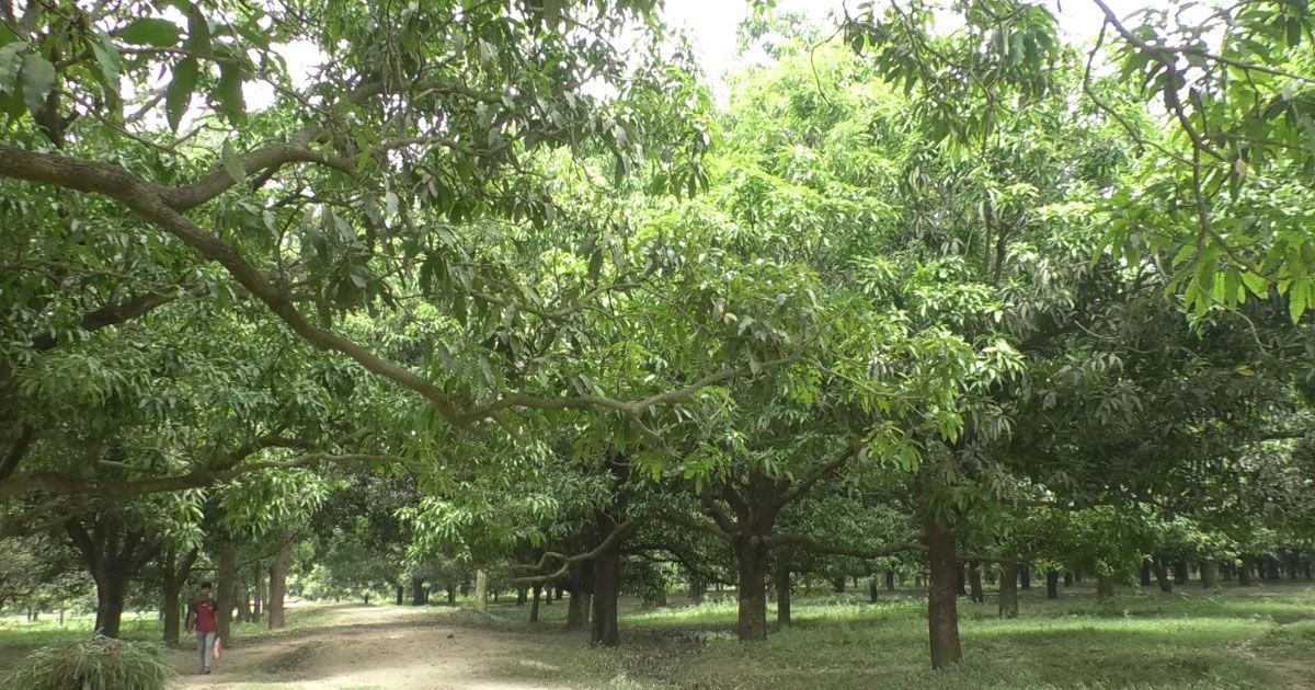 স্বস্তির-বৃষ্টিতে-শিলার-ক্ষত