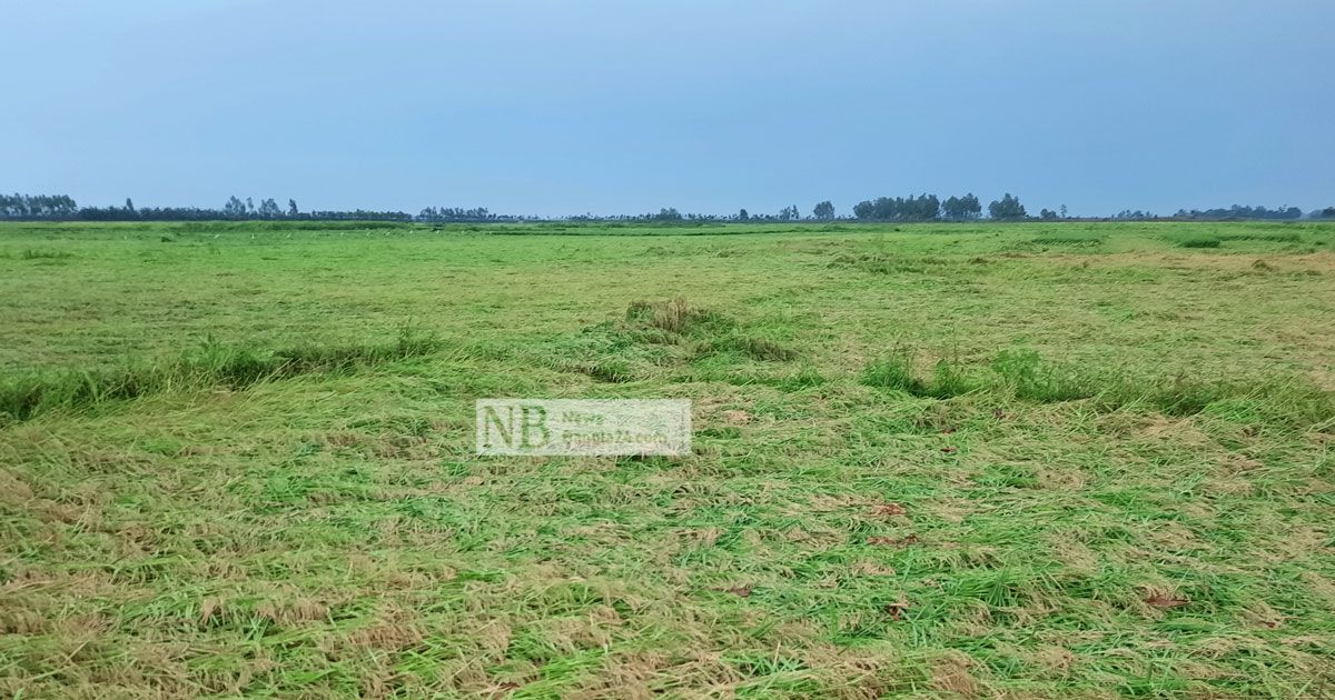 নুয়ে পড়া ধান ঘরে তোলা নিয়ে দুশ্চিন্তা