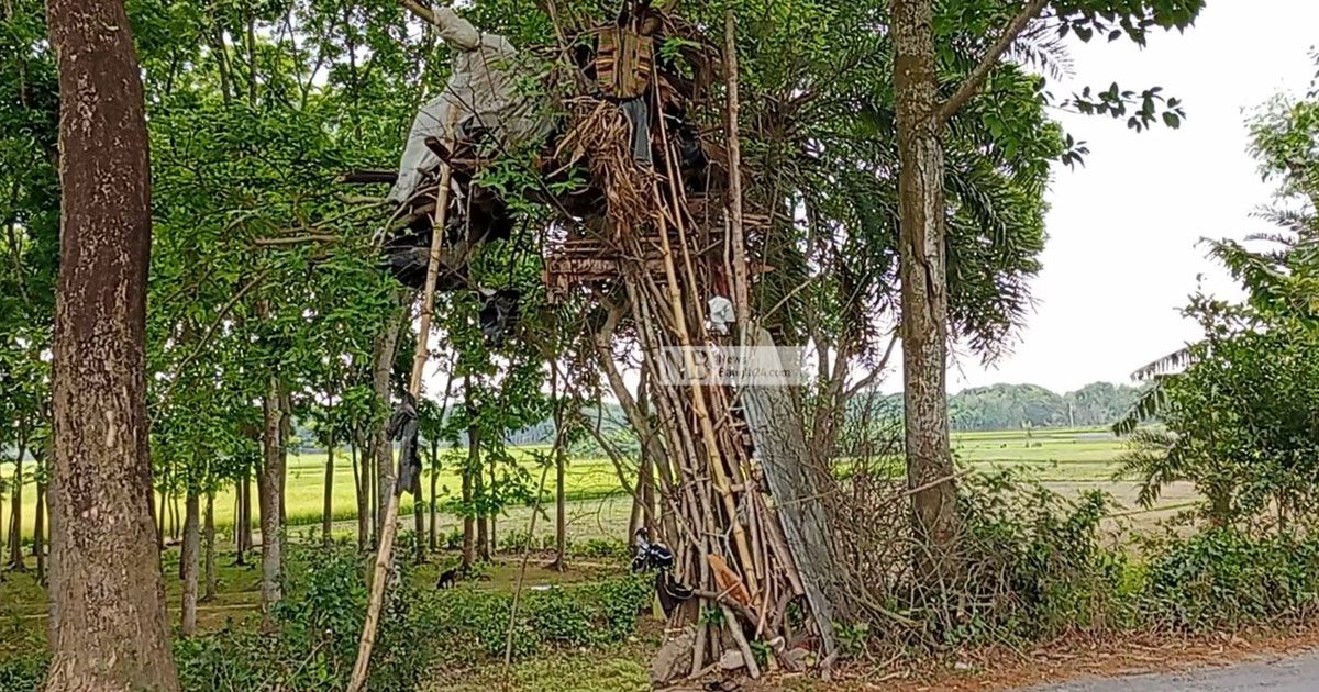 ‘রোজিনার অপেক্ষায়’ গাছেই বসবাস