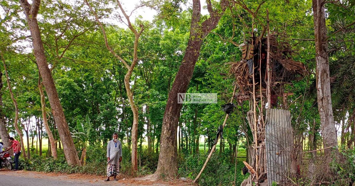 ‘রোজিনার অপেক্ষায়’ গাছেই বসবাস