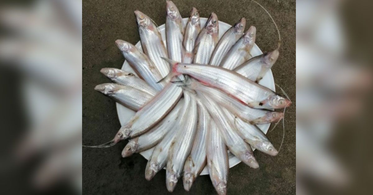 খাবার টেবিলে ফিরছে ‘ঘাউরা’ মাছ