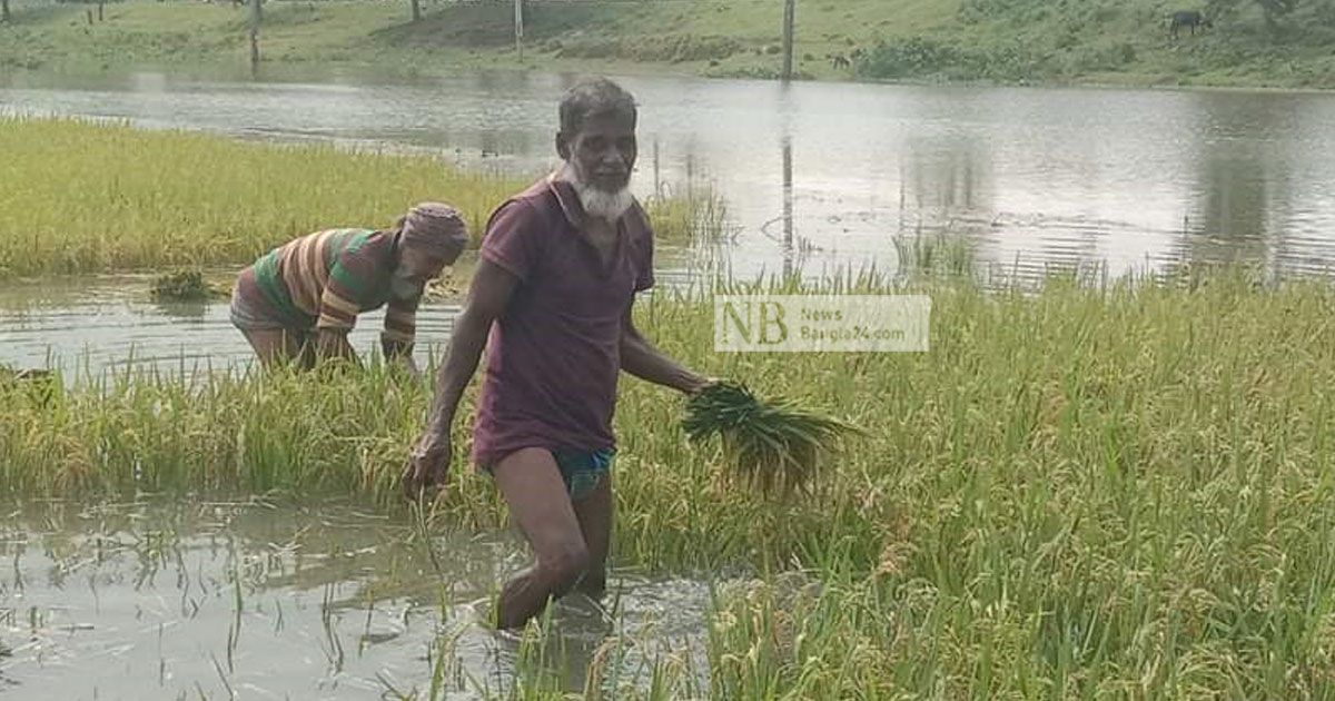 হাওরে শ্রমিক সংকট, বিপাকে কৃষক