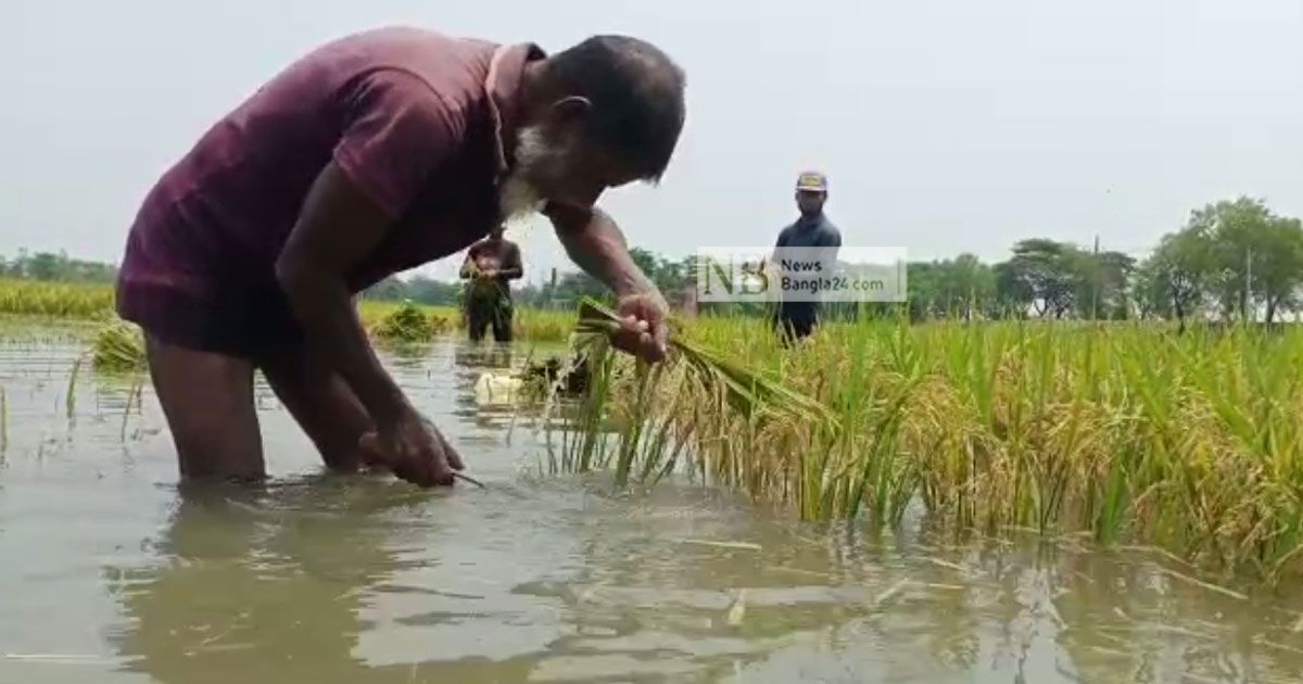 হাওরে-শ্রমিক-সংকট-বিপাকে-কৃষক