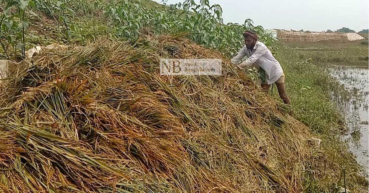 হাওরের-৪১-শতাংশ-ধান-কাটা-শেষ