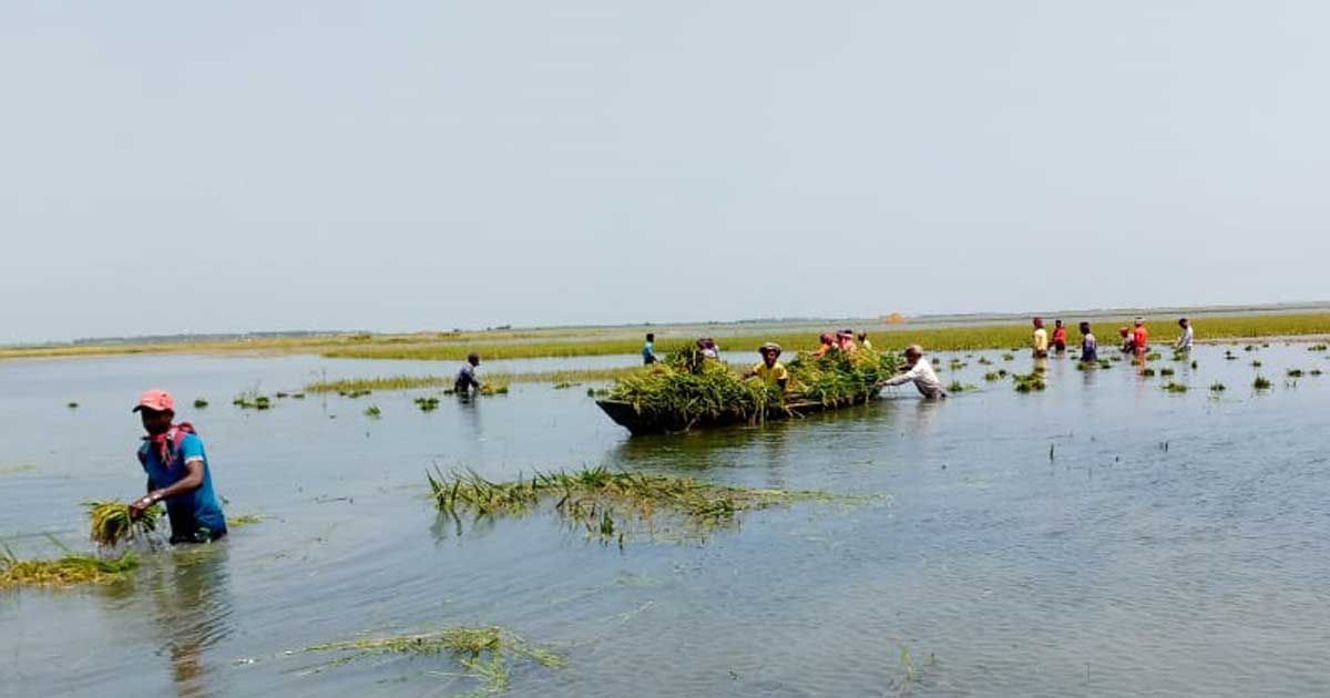 ধেয়ে আসছে পানি, ধান কাটার লোক নেই হাওরে