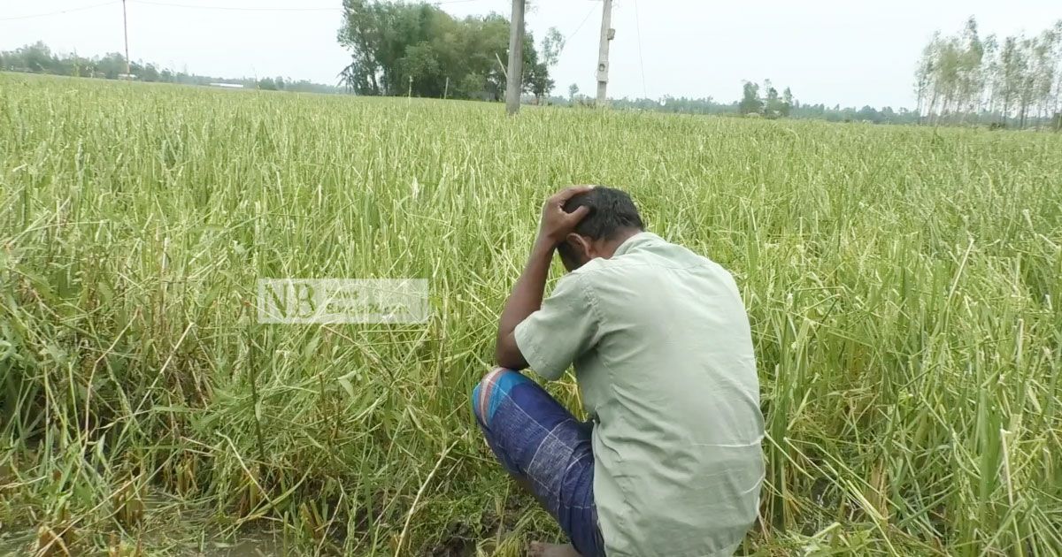 এক ঘণ্টার শিলাবৃষ্টিতে কৃষকের মাথায় হাত