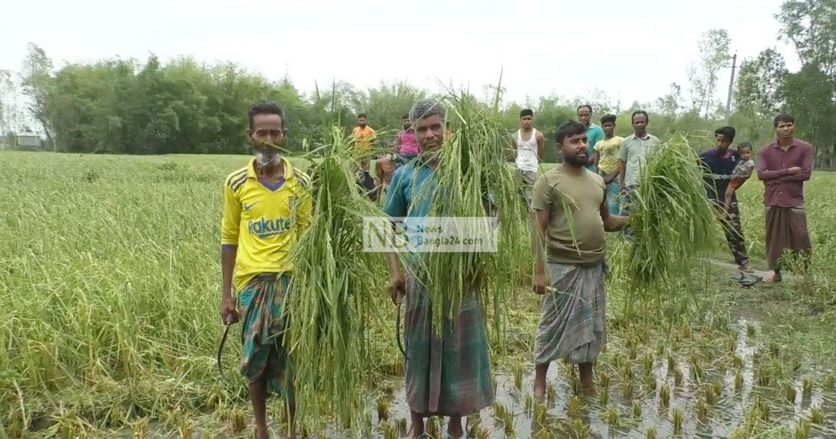 এক ঘণ্টার শিলাবৃষ্টিতে কৃষকের মাথায় হাত