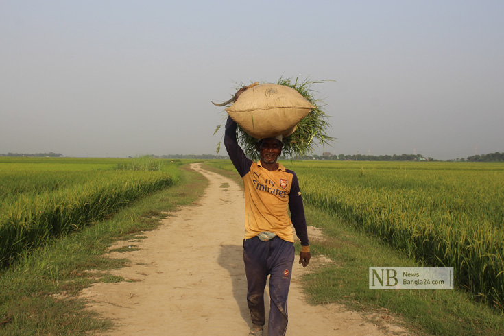গৃহপালিত গরু-মহিষের জন্য ঘাস কেটে বস্তায় ভরে নিয়ে যাচ্ছেন কৃষক। ছবিটি কিশোরগঞ্জের ইটনা উপজেলার ছিলনী হাওর থেকে তোলা। ছবি: রাকিবুল হাসান রোকেল/নিউজবাংলা