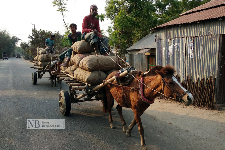 শেরপুরের নকলা উপজেলার নারায়ণখোলায় ঘোড়ার গাড়িতে পণ্য পরিবহন করা হচ্ছে। ছবি: শাহরিয়ার শাকির/নিউজবাংলা
