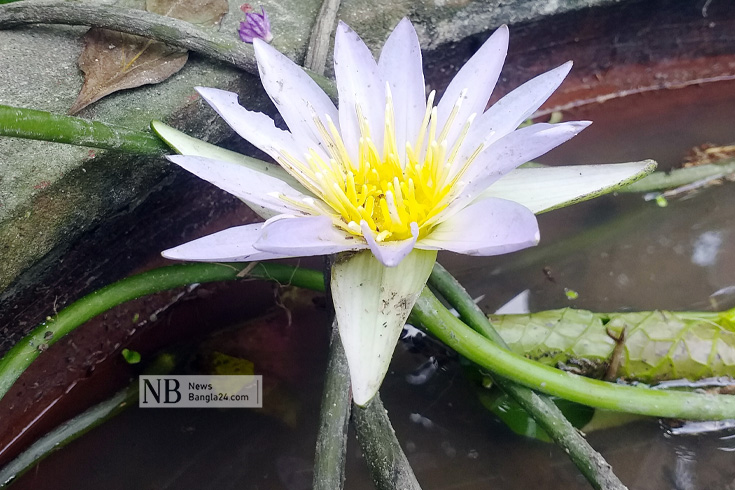 পথের ধারে ফুটেছে শাপলা। ছবিটি চাঁপাইনবাবগঞ্জের হর্টিকালচার সেন্টারের সামনে থেকে তোলা। ছবি: আব্দুর রব নাহিদ/নিউজবাংলা