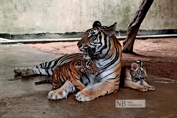রাজধানীর মিরপুর চিড়িয়াখানায় টগর-বেলি বাঘ দম্পতির ঘরে এলো দুর্জয় ও অবন্তিকা নামের নতুন দুই শাবক। করোনাকালে চিড়িয়াখানার নিরিবিলি পরিবেশে প্রথম বাচ্চা দিল রয়েল বেঙ্গল জাতের এই বাঘ দম্পতি। সোমবার দর্শনার্থীদের জন্য বাঘশাবকদের চিড়িয়াখানার খাঁচায় উন্মুক্ত করা হয়। ছবি: মেরিনা মিতু/নিউজবাংলা
