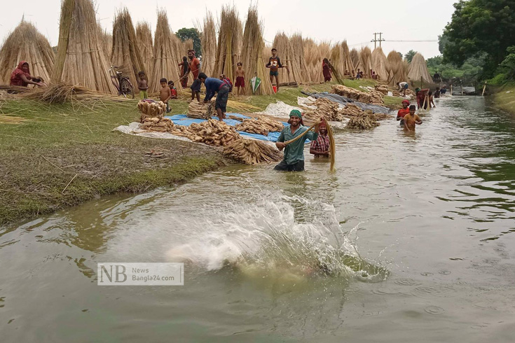পাট জাগ দেয়ার পর তা ধোয়ার মহোৎসব চলছে মাগুরা সদরের বড়ই গ্রামের খালে। পাটের আঁশ ছাড়াতে ব্যস্ত স্থানীয় কৃষক ও দিনমজুরেরা। ছবিটি তোলা সোমবার দুপুরে। ছবি: ফয়সাল পারভেজ/নিউজবাংলা