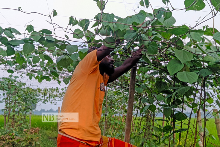শীতকালীন সবজি শিম চাষে ব্যস্ত কৃষক আবু সাঈদ মিয়াসহ অনেকে। ছবিটি শেরপুরের সীমান্তবর্তী শ্রীবরদী উপজেলার গরজরিপার এলাকা থেকে তোলা। ছবি: শাহরিয়ার শাকির/নিউজবাংলা