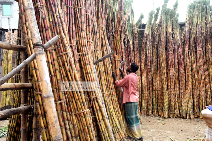 দেশের বিভিন্ন অঞ্চল থেকে আনা আখ যাত্রাবাড়ীর পাইকারি বাজারে বিক্রির জন্য পসরা সাজাচ্ছেন ব্যবসায়ী। ছবি: সাইফুল ইসলাম/নিউজবাংলা 