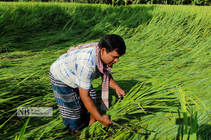 হঠাৎ ঝোড়ো হাওয়া ও সেই সঙ্গে বৃষ্টি হওয়ায় মেহেরপুরের গাংনী উপজেলার বেশ কিছু এলাকায় ইরি ধানের ব্যাপক ক্ষতি হয়েছে। এসব এলাকার কৃষক হতাশার মধ্যে আছেন। বর্তমানে ধানের শীষ বের হওয়ার সময় প্রাকৃতিক দুর্যোগে ধানে এ বছর প্রচুর চিটা হওয়ার আশঙ্কা রয়েছে। ছবি: সোহেল রানা বাবু/ নিউজবাংলা