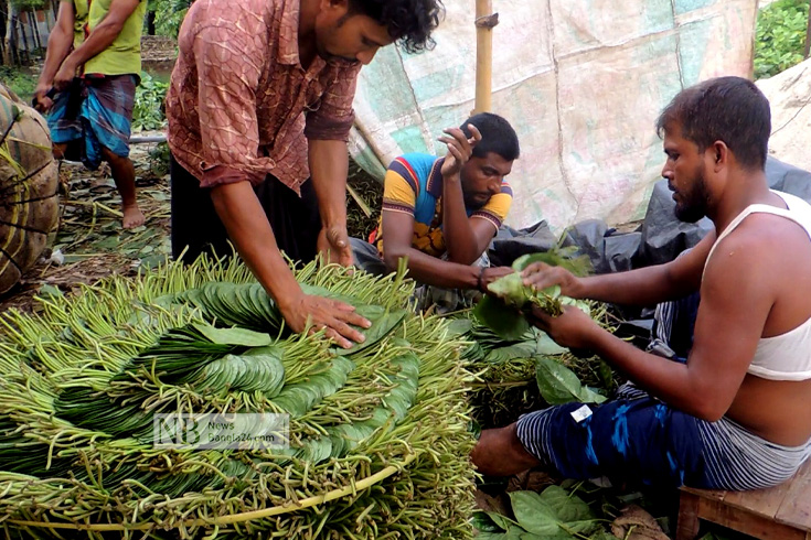 চাহিদা কম আর রপ্তানি না হওয়ায় ঝিনাইদহে পানির দরে বিক্রি হচ্ছে পান। দাম কম হওয়ায় উৎপাদন খরচও উঠছে না বলে জানিয়েছেন কৃষকরা। ছবিটি ঝিনাইদহের সদর উপজেলার হলিধানী হাট থেকে তোলা। ছবি: সোহাগ আলী/নিউজবাংলা