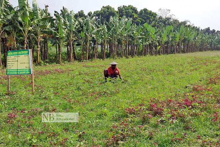 লোকসানের কৃষি এখন লাভজনক হয়েছে। কৃষকরা বলছেন, একদিকে ভালো ফলন, অন্যদিকে কৃষিপণ্যের দাম পাওয়ায় লাভের মুখ দেখছেন তারা। বিশেষ করে ধান, পেঁয়াজ ও সবজিতে ভালো লাভ পাচ্ছেন কুষ্টিয়া এলাকার কৃষকরা। কুষ্টিয়ার কুমারখালী উপজেলায় নিজের ক্ষেতে কাজ করছেন এক কৃষক। ছবি: জাহিদুজ্জামান/নিউজবাংলা