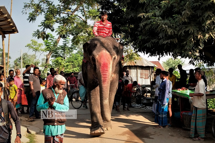 গ্রাম ও শহরে হাতি দিয়ে চাঁদাবাজির ঘটনা প্রতিনিয়ত ঘটছে। ছবি তোলা হয়েছে রাজারহাট উপজেলার চাকিরপশার ইউনিয়নের নাককাটি বাজার থেকে। ছবি: নিউজবাংলা