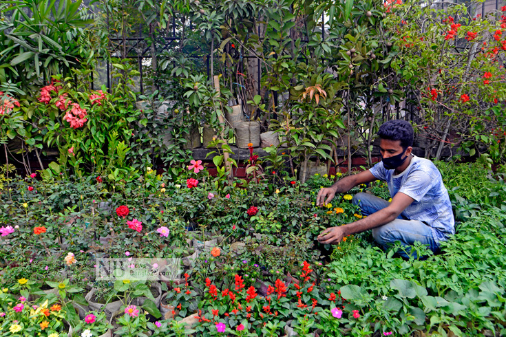 নার্সারিতে গাছের পরিচর্যায় ব্যস্ত এক কর্মী। ছবিটি ঢাকা বিশ্ববিদ্যালয়ের দোয়েল চত্বর এলাকা থেকে তোলা। ছবি: পিয়াস বিশ্বাস/নিউজবাংলা