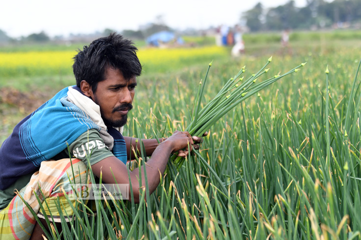 কয়েক দিনের টানা বৃষ্টি ও শৈত্যপ্রবাহে কৃষকের পেঁয়াজ ক্ষেতে মড়ক দেখা দিয়েছে। নষ্ট হয়ে যাওয়া অংশ পরিষ্কার করছেন এক কৃষক। ছবিটি কেরানীগঞ্জ থেকে তোলা। ছবি: সাইফুল ইসলাম/ নিউজবাংলা