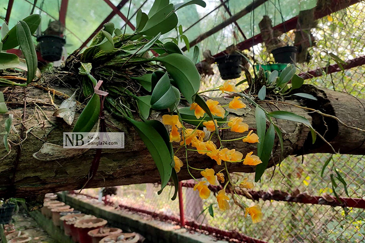 চট্টগ্রাম বিশ্ববিদ্যালয়ের (চবি) উদ্ভিদ উদ্যানের উত্তর-পশ্চিম পাশে রয়েছে একটি অর্কিড হাউস। বিভিন্ন প্রজাতির অর্কিড এখানে সাজানো আছে। ছবি: নুর নওশাদ / নিউজবাংলা