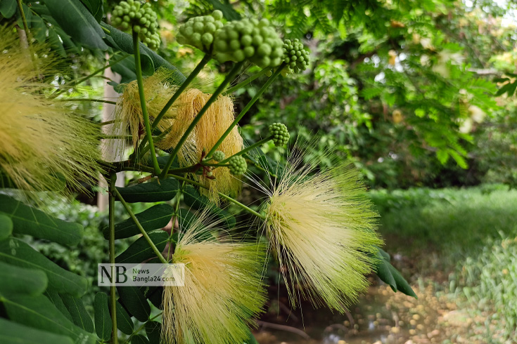 ফাগুনের হাওয়ায় সড়কের পাশে দোল খায় দৃষ্টিনন্দন কড়ই ফুল। চিরল সবুজ পাতার সঙ্গে ফুল ও কুড়ির ছবিটি কুমিল্লা আদর্শ সদর উপজেলার শিমড়া গ্রাম থেকে তোলা। ছবি: মাহফুজ নান্টু/নিউজবাংলা