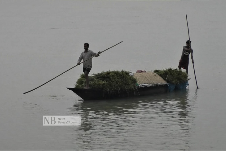 চৈত্র মাসের আকস্মিক ভারি বৃষ্টিপাতে চরের ফসলি জমি নিমজ্জিত হয়ে পড়েছে। শেষ সম্বলটুকু রক্ষার জন্য আধাপাকা বোরো ধান কেটে নৌকায় ফিরছেন কৃষক। ছবি: নিউজবাংলা
