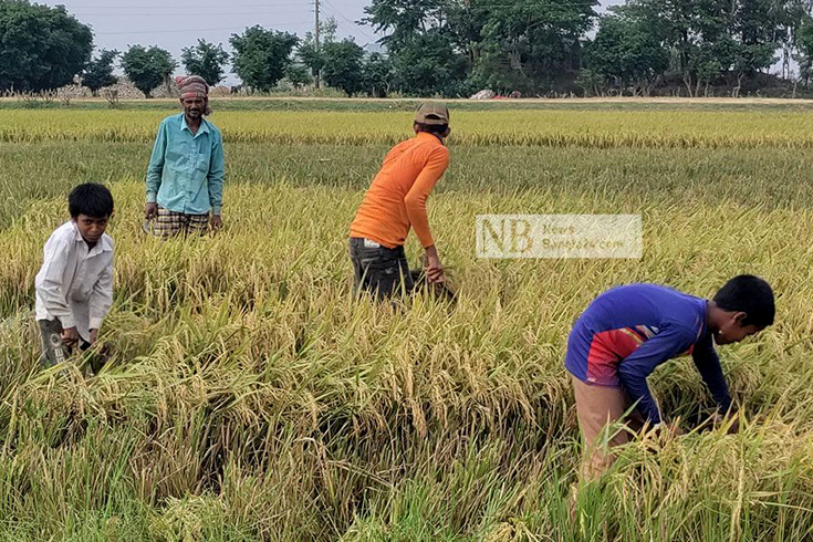 সুনামগঞ্জের হাওর এলাকায় এখন ধান কাটার ধুম পড়েছে। ঢলে অনেক হাওরের ধান তলিয়েও গেছে। ফের ঢল নামলে আরও ক্ষতির শঙ্কা রয়েছে। এ ছাড়া প্রায় সুনামগঞ্জে ঝড় হচ্ছে, হচ্ছে শিলাবৃষ্টিও। এতে ক্ষতিগ্রস্ত হচ্ছে ধান। তাই তাড়াতাড়ি ধান কাটতে মরিয়া কৃষকরা। ফসল ঘরে তুলতে ঘরের শিশুদেরও মাঠে নামিয়েছেন তারা। তাই হাওরের প্রাকৃতিক দুর্যোগে লেখাপড়া ফেলে কর্মমুখী করে তুলেছেন শিশুদের। ছবি: দেবাশীষ দেবু/নিউজবাংলা