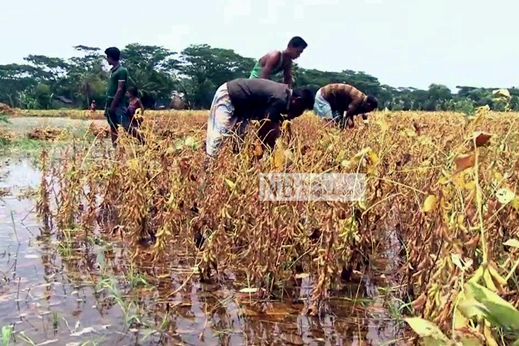 সপ্তাহখানেক পর থেকে সয়াবিন কাটার প্রস্তুতি নিচ্ছিলেন চাষিরা। সয়াবিন বিক্রি করে শোধ করবেন মহাজনের ঋণের টাকা। তবে জোয়ারের পানিতে তলিয়ে গেছে লক্ষ্মীপুরের মেঘনা উপকূলীয় এলাকার প্রায় ৫ হাজার হেক্টর জমির পাকা সয়াবিন। ছবি: আব্বাস হোসাইন/নিউজবাংলা