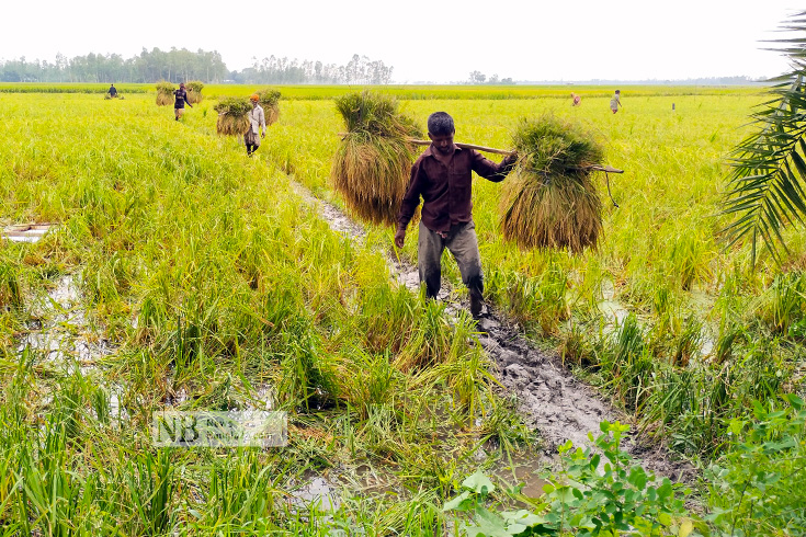 ঝড়ে হেলে পড়া ধান বৃষ্টির পানিতে ভিজে একাকার। সেই ধান কেটে নিয়ে আসছেন শ্রমিকেরা। ছবিটি বগুড়ার কাহালু উপজেলার এরুল গ্রাম থেকে তোলা। ছবি: আসাফ-উদ-দৌলা নিওন/নিউজবাংলা 