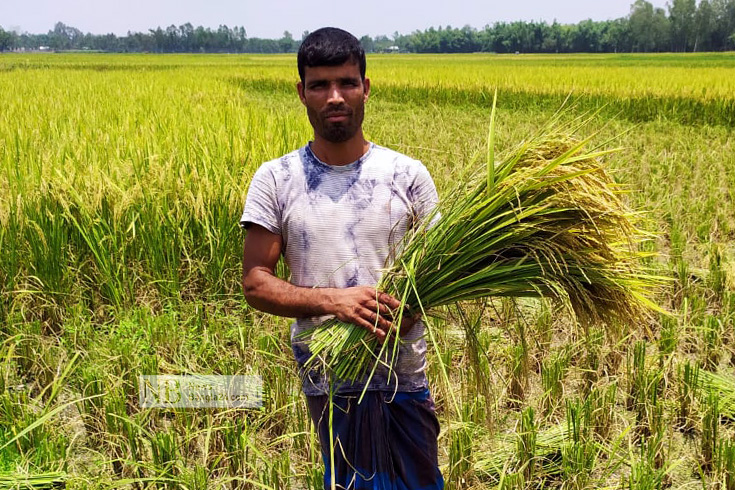 দেশে প্রথমবারের মতো রংপুরে চাষ হয়েছে ‘বঙ্গবন্ধু-১০০’ ধান। পরীক্ষামূলক চাষে সাফল্যে পৌঁছেছে বাংলাদেশ ধান গবেষণা ইনস্টিটিউট (ব্রি)। এ বছর রংপুর অঞ্চলের চার জেলায় ৩০ হেক্টর জমিতে ধান প্রদর্শনী প্লট স্থাপনের মাধ্যমে এই ধানের চাষাবাদ আনুষ্ঠানিক শুরু হয়। তাতে আশাতীত ফলন হওয়ায় আশাবাদী হয়ে উঠছেন কৃষক এবং কৃষিসংশ্লিষ্টরা। ছবি: রফিকুল ইসলাম/নিউজবাংলা  