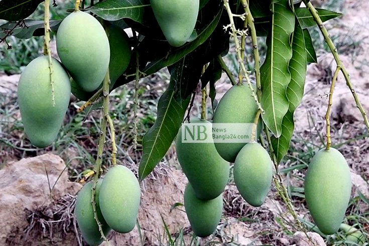 ধানের জন্য দেশের শস্যভান্ডার হিসেবে খ্যাতি আছে উত্তরের সীমান্তবর্তী জেলা নওগাঁর। বর্তমানে আমের রাজধানী হিসেবেও পরিচিতি পাচ্ছে এই জেলাটি। আম চাষ লাভজনক হওয়ায় জেলায় প্রতি বছরই সুস্বাদু এই ফলের চাষাবাদ বাড়ছে। ছবি: সবুজ হোসেন/নিউজবাংলা