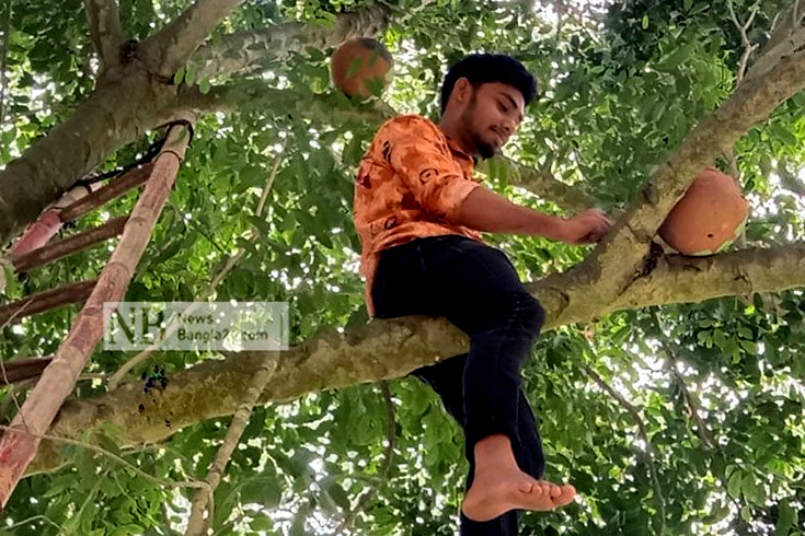 রংপুর কারমাইকেল কলেজে পাখিদের নিরাপদ আশ্রয় দিতে উদ্যোগ নিয়েছেন স্বেচ্ছাসেবী সংগঠন ‘ভলান্টিয়ার ফর বাংলাদেশ’-এর সদস্যরা। তারা গাছের ডালে মাটির হাঁড়ি বেঁধে দিয়েছেন। এরই মধ্যে অনেক পাখি আশ্রয় নিয়েছে এসব হাঁড়িতে। ছবি: রফিকুল ইসলাম/নিউজবাংলা