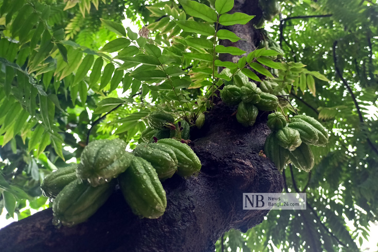 অনেকেই ছোট মাছ রান্নায় ব্যবহার করেন টক ফল বিলম্বি। বৃষ্টিস্নাত বিলম্বি ফলের ছবিটি কুমিল্লা শহরের চৌধুরীপাড়ার সাপ্তাহিক আমোদ অফিস কার্যালয় থেকে তোলা। ছবি: মাহফুজ নান্টু/নিউজবাংলা