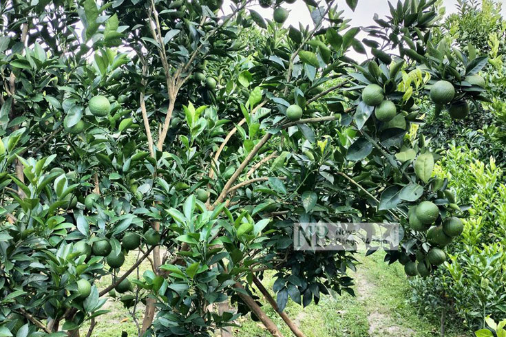 প্রায় প্রতিটি গাছেই থোকায় থোকায় ঝুলছে মাল্টা। ঠাকুরগাঁও-পীরগঞ্জ মহাসড়কের পাশে সাড়ে তিন বিঘা জমিজুড়ে এ মাল্টার বাগান। ছবি: নিউজবাংলা