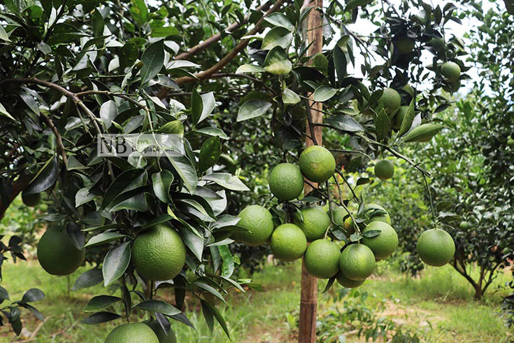 প্রতি বছর রাঙ্গামাটির পাহাড়জুড়ে মাল্টা চাষে বাম্পার ফলন হলেও এ বছর হতাশ চাষিরা। ঠিক সময়ে বৃষ্টিপাত না হওয়ায় বাগানে মাল্টার ফলন হয়েছে আকারে ছোট। তবে বাজারে মাল্টার দাম ও চাহিদা অনেক বেশি। দাম ও চাহিদা থাকলেও উৎপাদন খুবই কম। এ অবস্থায় মাল্টা চাষে হতাশ হয়ে পড়েছেন চাষিরা। ছবি: সুপ্রিয় চাকমা শুভ/নিউজবাংলা