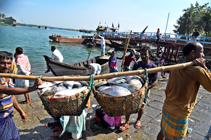 দীর্ঘ সময় মাছ ধরা বন্ধ থাকায় সাগরে এখন  প্রচুর ইলিশ মাছ ধরা পড়ছে। কক্সবাজারের ফিশারিঘাট থেকে দেশের বিভিন্ন অঞ্চলে ইলিশ মাছ পাঠানোর জন্য বরফ দিয়ে প্রস্তুত করা হচ্ছে। ছবি: সাইফুল ইসলাম 

