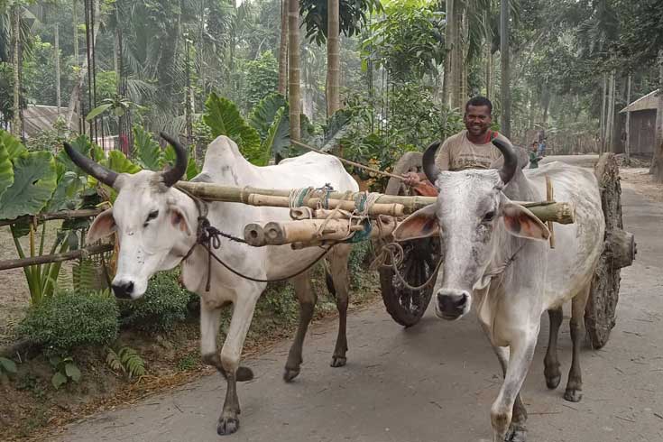মাগুরার মাঠে মাঠে এখনও এ মৌসুমের বোরো ধান কাটা হচ্ছে। তা আনতেই  গরুর গাড়ি নিয়ে যাচ্ছেন একজন কৃষক। ছবিটি মাগুরার সদর উপজেলার কাশিনাথপুর এলাকা থেকে তোলা। ছবি: নিউজবাংলা।