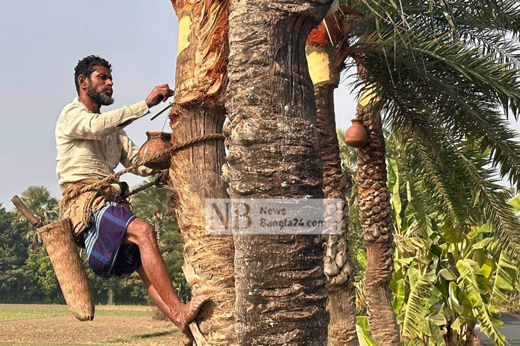 রস সংগ্রহের জন্য খেজুর গাছ কাটছেন একজন গাছি। ফরিদপুর থেকে ছবিটি তুলেছেন রাশেদুল হাসান কাজল।