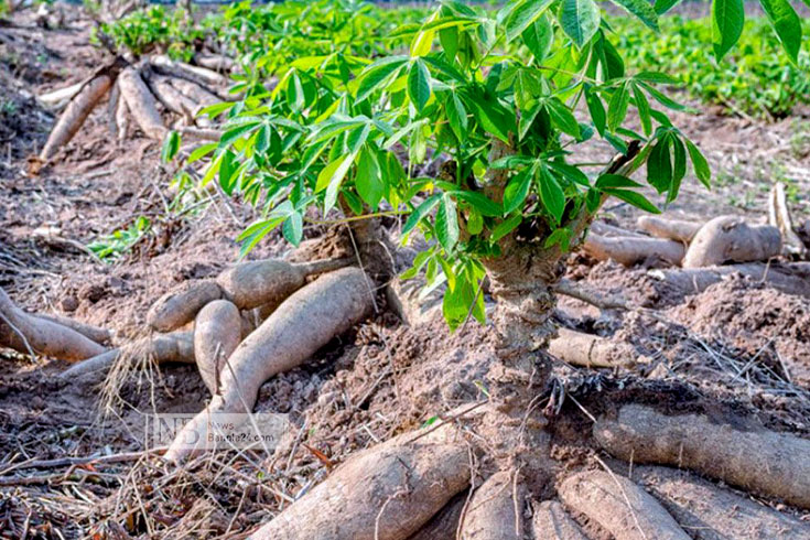 বিভিন্ন দেশে জনপ্রিয় খাবার কাসাভা, যেটি বাংলাদেশে পরিচিত শিমুল আলু হিসেবে। পঞ্চগড়ের দেবীগঞ্জে ২০ বিঘা জমিতে চাষ করা হয়েছে কাসাভা। মাটি ও আবহাওয়া উপযোগী হওয়ায় ফলন ভালো হয়েছে বলে জানিয়েছেন কৃষকরা। ছবি: হোসেন রায়হান/নিউজবাংলা
