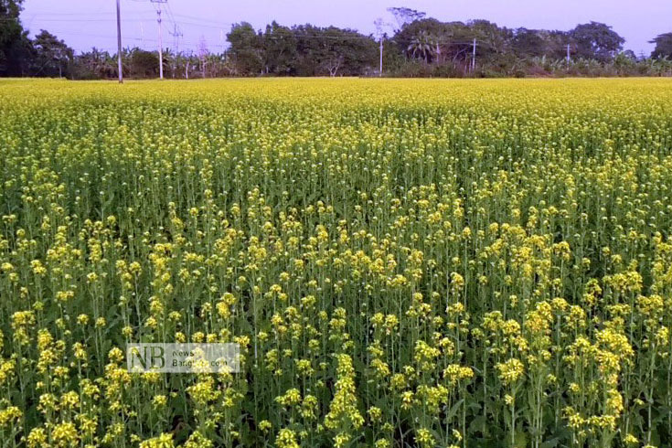 চাহিদা বাড়ায় দেশীয় সরিষা আবাদে ঝুঁকেছেন মাদারীপুরের চাষিরা। গতবারের তুলনায় এবার জেলার প্রায় আড়াই হাজার হেক্টর বেশি জমিতে ফসলটি আবাদ হয়েছে। সদরের খোয়াজপুর এলাকার মাঠ ছেয়ে আছে হলুদে। ছবি: সাগর হোসেন তামিম/নিউজবাংলা