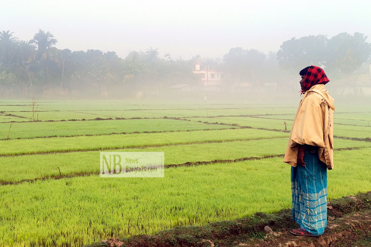 তীব্র শীতে নষ্ট হওয়া ধানের বীজতলার পাশে দাঁড়িয়ে এক কৃষক। ছবিটি চুয়াডাঙ্গার দামুড়হুদা উপজেলার নতিপোতা গ্রাম থেকে তুলেছেন জহির রায়হান সোহাগ