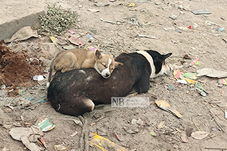 News image