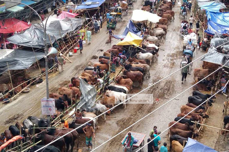 পুরান ঢাকার রায়সাহেব বাজার থেকে দয়াগঞ্জ মোড় পর্যন্ত সড়কে বসানো হয়েছে কোরবানির পশুর হাট, ভোগান্তি যানজটে। ছবি: মেহেরাবুল ইসলাম সৌদিপ/নিউজবাংলা
