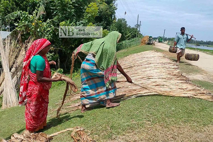 গত কয়েক বছর ধরেই পাটের ন্যায্যমূল্য না পাওয়ায় হতাশায় চাষিরা। গাইবান্ধার ফুলছড়ি উপজেলায় শুকানো হচ্ছে পাট। ছবি: মাসুম বিল্লাহ/নিউজবাংলা
