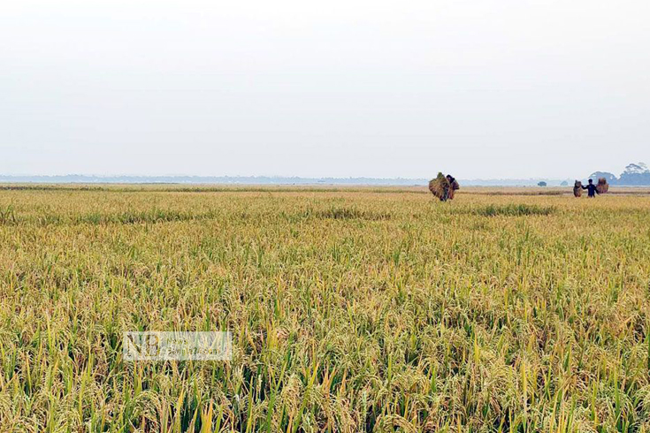 মৌলভীবাজারের কুলাউড়া উপজেলার হাকালুকি হাওরে বোরো ধান কেটে বাড়ি ফিরছেন কৃষকরা। ছবি: সালাহ্উদ্দিন শুভ/নিউজবাংলা
