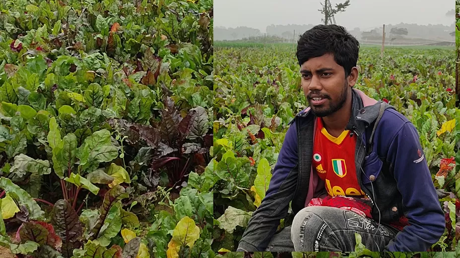 ইউটিউব দেখে বিট রুট চাষ