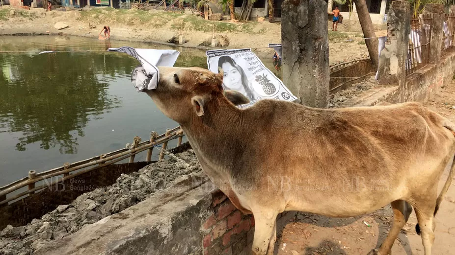 পোস্টার খেকো গরু