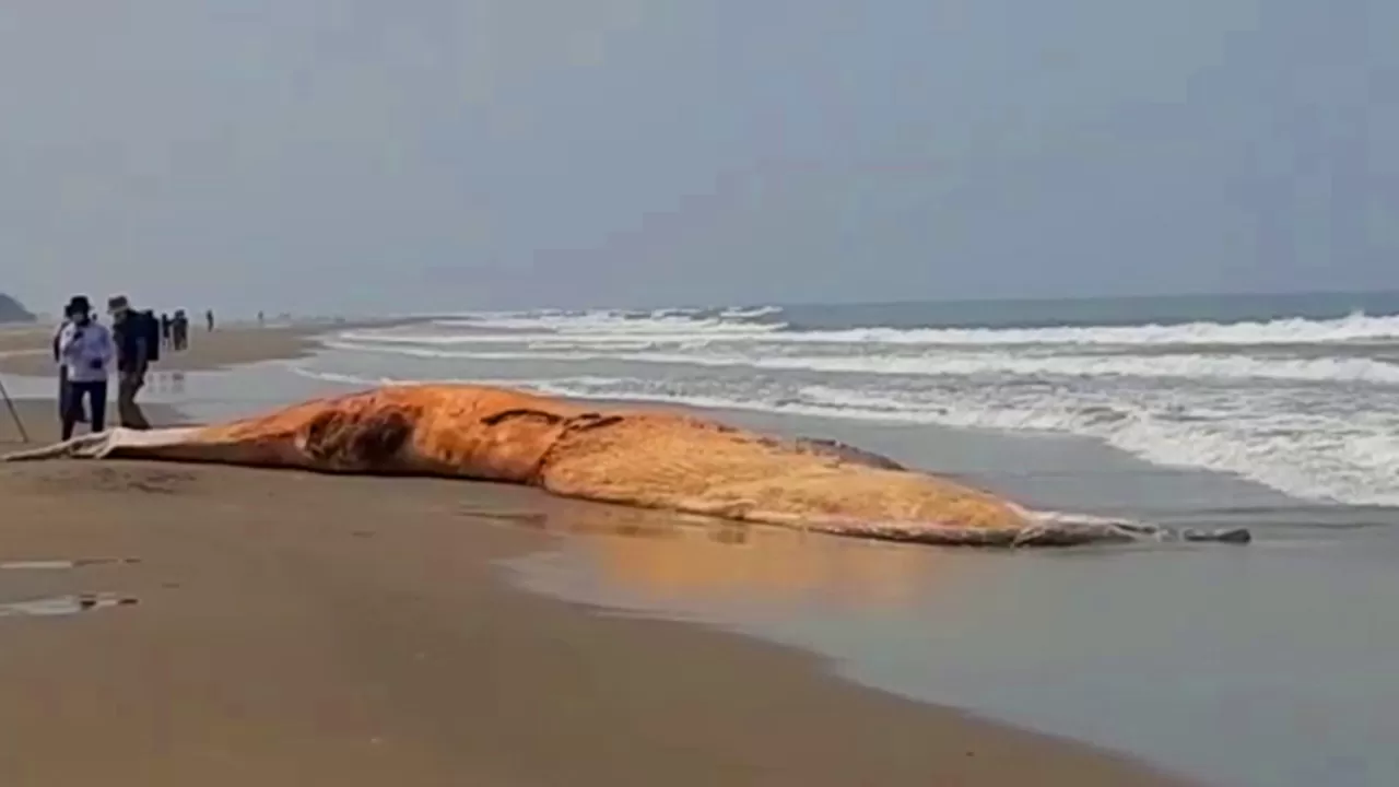 কক্সবাজারে আরও একটি মৃত তিমি
