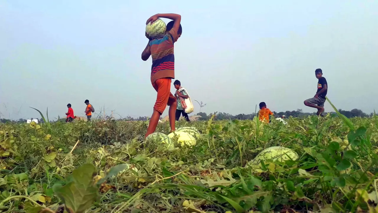 চাষিদের বলা হয়, ঢাকায় তরমুজের ‘পানির দর’